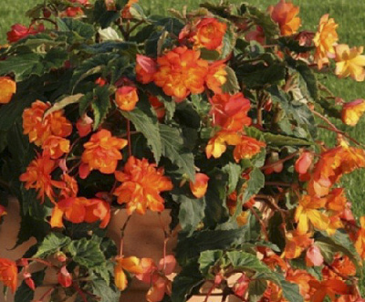 Луковица Яскрава Бегония свисающая Оранжевый каскад 1 шт. 