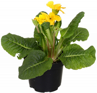 Рослина декоративна Примула мікс d10 h20