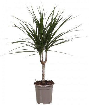 Растение комнатное Драцена 17/85 Маргината