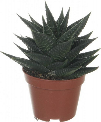 Рослина Хавортія 5/15