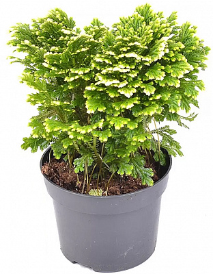 Рослина Селагінелла Jori 12/25