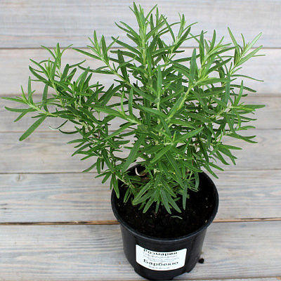 Растение Розмарин d12