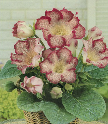 Цибулина Яскрава Глоксінія Tigre Red 1 шт.