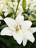 Луковица VWS EXPORT – IMPORT OF FLOWERBULBS B.V. лилии ЛА Айлайнер 1 шт. 