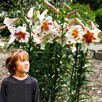 Цибулина Яскрава Лілія OT гібрид гігантська Passion Moon 1 шт.