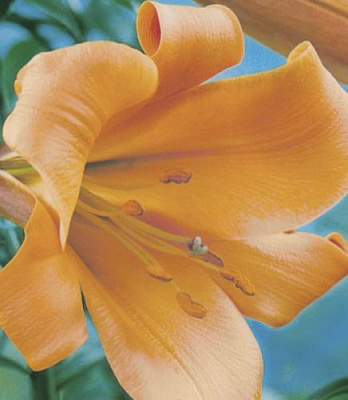 Цибулина Яскрава Лілія OT гібрид Saltarello 1 шт.