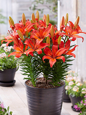 Цибулина VWS EXPORT – IMPORT OF FLOWERBULBS B.V. лілії азіатської горщикової Матрікс 1 шт.