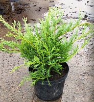 Рослина Ялівець віргінський / Juniperus virginiana Hetz Bonsay C80