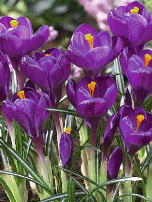 Клубнелуковица крокуса крупноцветкового Флауэр Рекорд 4 шт. 