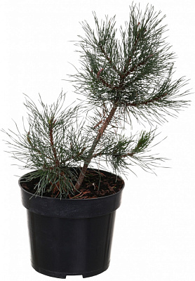 Рослина Сосна Mugo C3