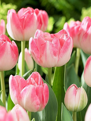 Луковица TUBERBULB Export B.V. тюльпана махрового позднего Апстар 3 шт. 