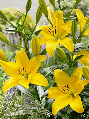 Цибулина лілії ЛА Павія 1 шт.