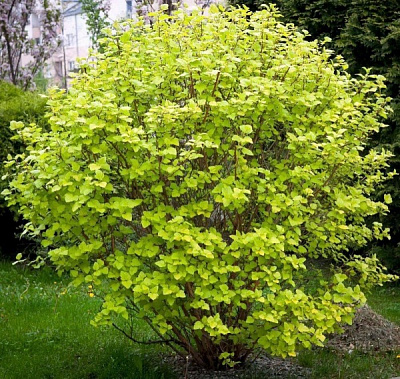 Рослина Пухироплідник/ Physocarpus opulifolius Luteus С2, H 30-40