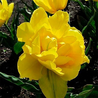 Цибулина Яскрава Double Monte Carlo 3 шт.