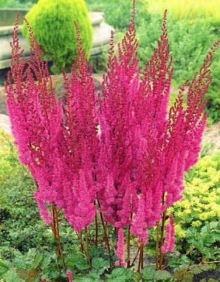 Саженец Астильба китайская «Пурпуркерце»