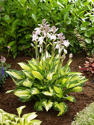 Корневище хосты Колор Халк XL 1 шт. 