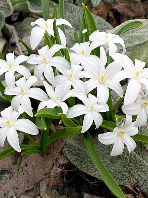 Луковица TUBERBULB Export B.V. хионодоксы белой Алба 5 шт. 