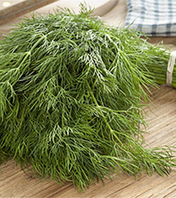 Насіння Садовий Світ кріп Алігатор 3г (4823095600773)