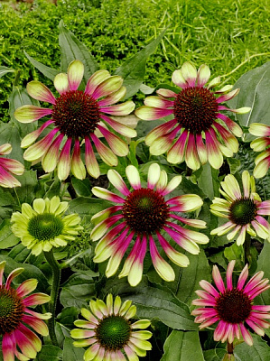 Кореневище ехінацеї Грін Твістер 1 шт.