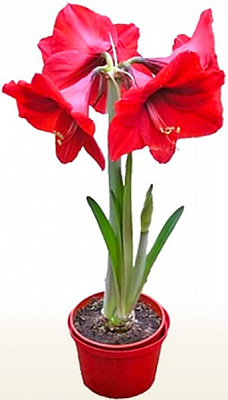 Рослина Гіпеаструм 14x30 червоний