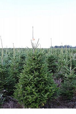 Пихта натуральная Фрайзера до 2,5 м зеленый 