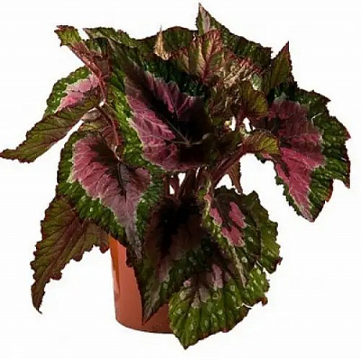 Растение Бегония 12х25 Рекс микс