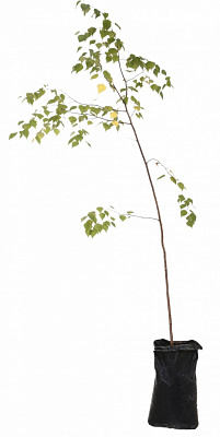 Рослина Береза повисла h 1,5 м (L.15)