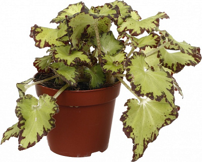 Рослина кімнатна Бегонія рекс 9x12 см