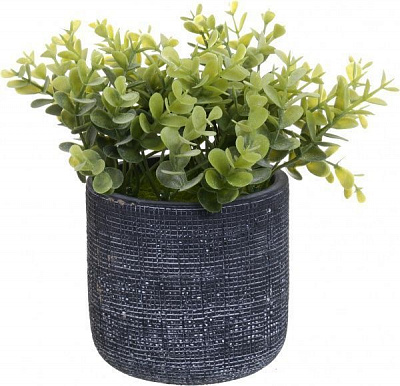 Квіткова композиція Калізія в цементному чорному горщику 9.7х18 см