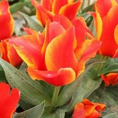 Луковица Тюльпан Грейга многоцветковый Компостелла 5 шт. 