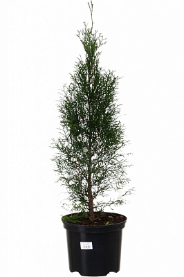 Рослина Туя Smaragd C5