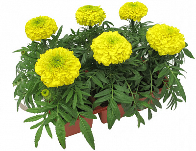 Растение Тагетес d9