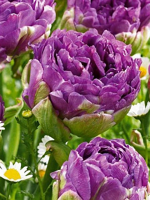 Цибулина TUBERBULB Export B.V. тюльпана повного пізнього Ексвісіт 3 шт.