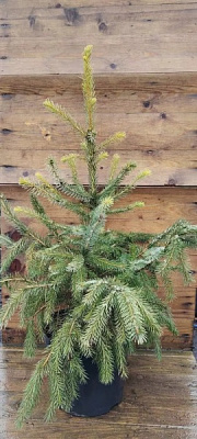 Ялинка сербська / Picea omorica C20 H100-120