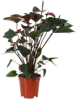 Растение комнатное Антуриум Отазу 17x85 см