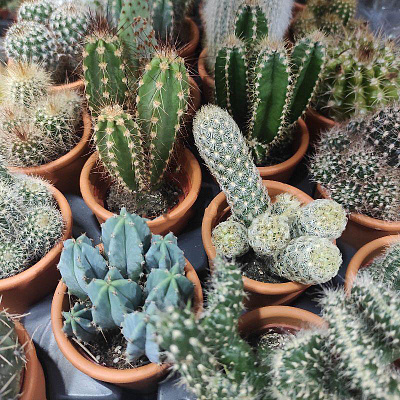 Растение Кактус 7х10 микс в керамических цветных горшках