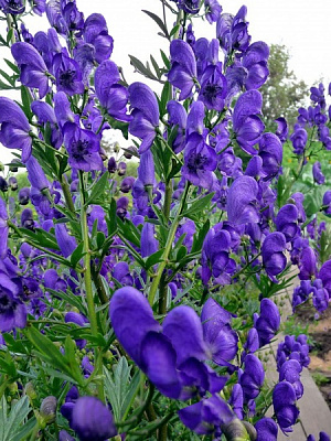 Корневище аконита Арендса 1 шт. 