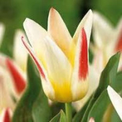 Луковица HBM Тюльпан Кауфмана Корона 5 шт. 