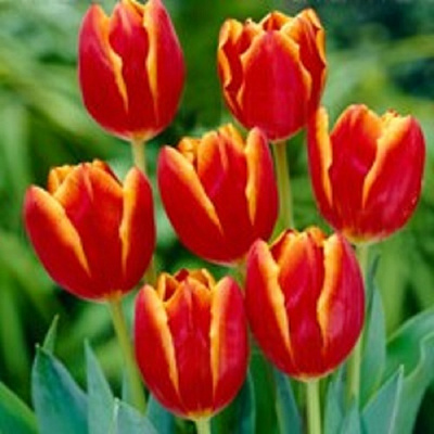 Луковица Тюльпан Триумф Лаура Фуги 5 шт. 