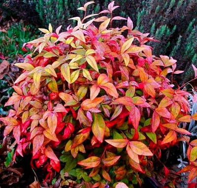 Рослина Нандіна домашня / Nandina domestica С3/ Н 20