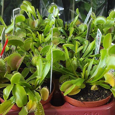 Растение Дионея (мухоловка) 9х10