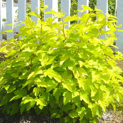 Растение Пухиропроизводитель желтый С7.5