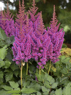 Кореневище астільби пурпурової 1 шт.