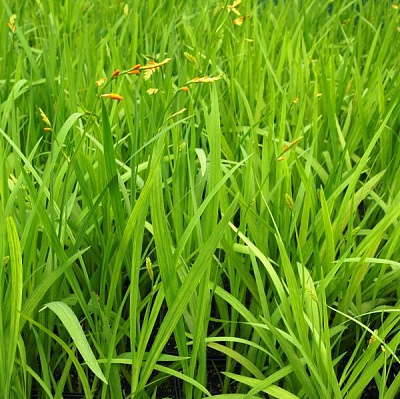  Крокосмия Buttercup