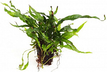 Растение аквариумное Лотос К Микросорум (Microsorum mini)