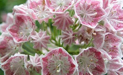 Растение Кальмия Ханя/Kalmia 'HANIA' р12 /Н 10