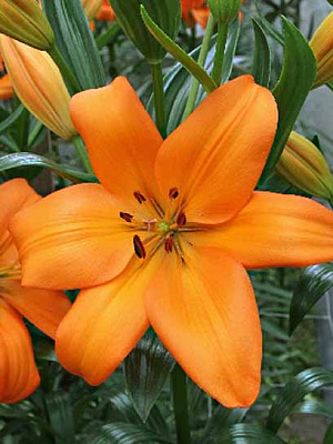 Луковица лилии Эремо ЛА 1 шт. 