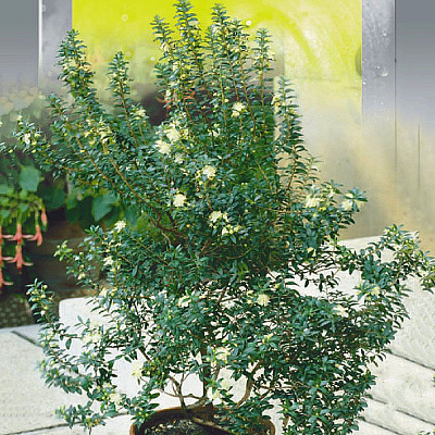 Насіння Seedera Кімнатні Мірт 5 шт.