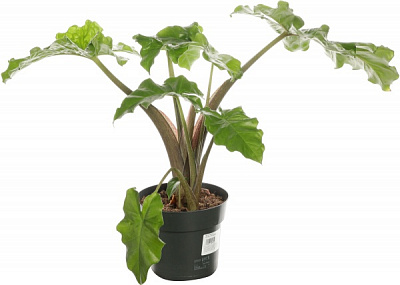 Растение комнатное Алоказия 17/75 Амазоника green