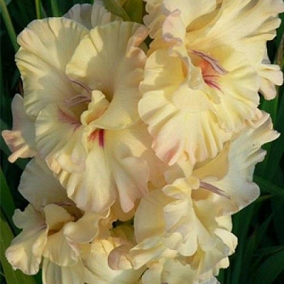 Луковица Яскрава Гладиолус гофрированный Crispy Frizzle 3 шт. 